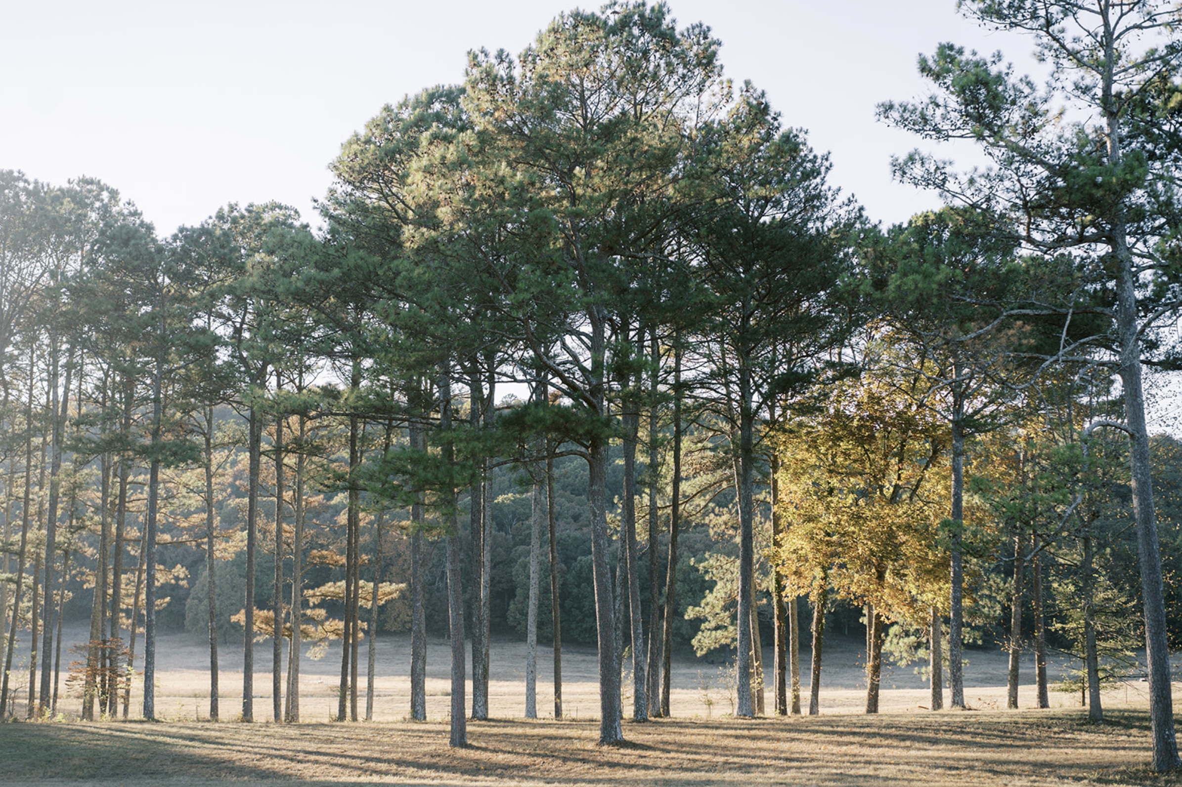 Peaceful pine trees on open land at golden hour